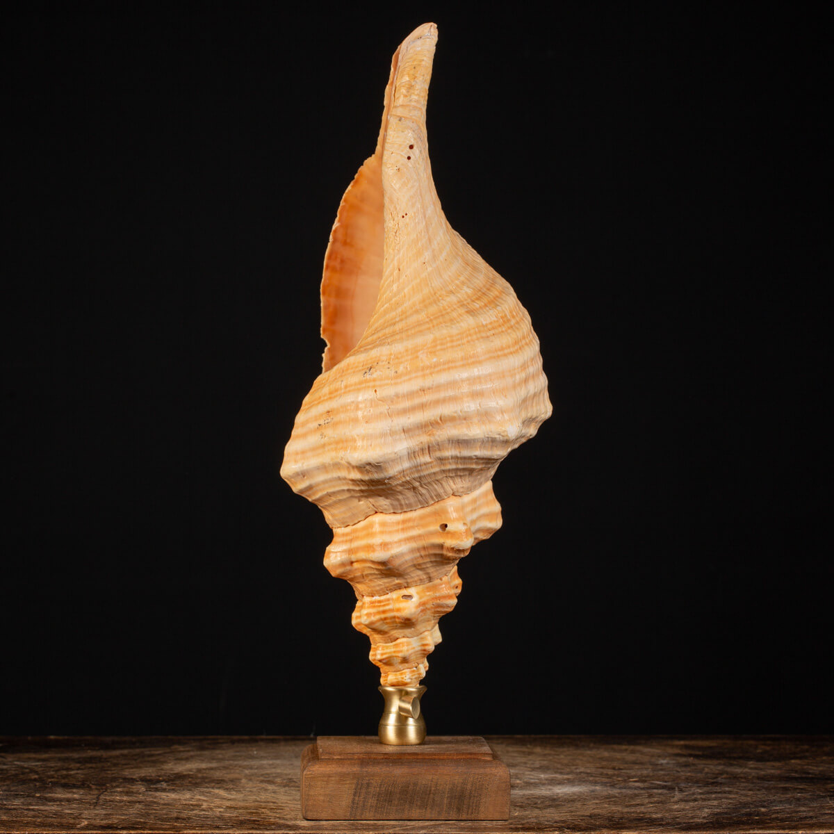Conchiglia Tritone Gigante, Triplofusus Giganteus, montato su base ornamentale.